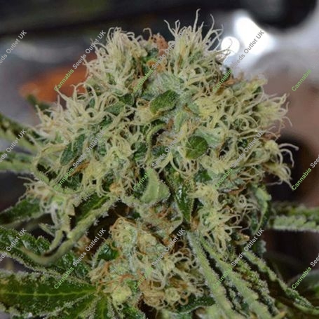Custard Cream Feminized Marijuana Strain by Cream of the Crop For Sale Online at Cannabis Seeds Outlet