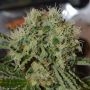 Custard Cream Feminized Marijuana Strain by Cream of the Crop For Sale Online at Cannabis Seeds Outlet
