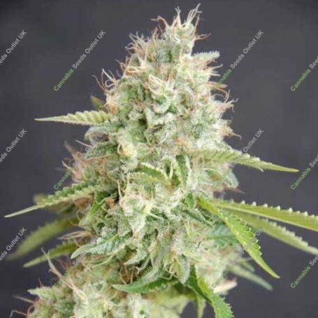 Double Cream Feminized Marijuana Strain by Cream of the Crop For Sale Online at Cannabis Seeds Outlet