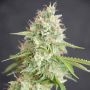 Double Cream Feminized Marijuana Strain by Cream of the Crop For Sale Online at Cannabis Seeds Outlet