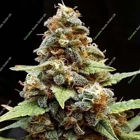 Gorilla Lemon Fire Feminized Marijuana Strain by Cream of the Crop For Sale Online at Cannabis Seeds Outlet