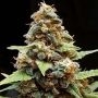 Gorilla Lemon Fire Feminized Marijuana Strain by Cream of the Crop For Sale Online at Cannabis Seeds Outlet