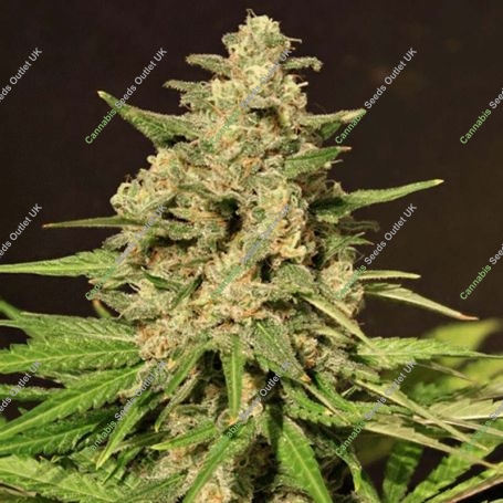 Hybrid X Feminized Marijuana Strain by Cream of the Crop For Sale Online at Cannabis Seeds Outlet