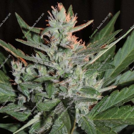 KO Crop Auto Feminized Marijuana Strain by Cream of the Crop For Sale Online at Cannabis Seeds Outlet