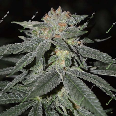 Lemon Venom Feminized Marijuana Strain by Cream of the Crop For Sale Online at Cannabis Seeds Outlet