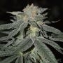 Lemon Venom Feminized Marijuana Strain by Cream of the Crop For Sale Online at Cannabis Seeds Outlet