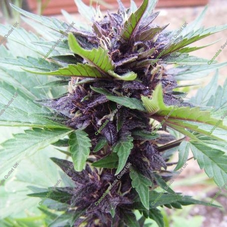 Narco Purps Auto Feminized Marijuana Strain by Cream of the Crop For Sale Online at Cannabis Seeds Outlet