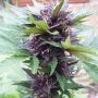 Narco Purps Auto Feminized Marijuana Strain by Cream of the Crop For Sale Online at Cannabis Seeds Outlet