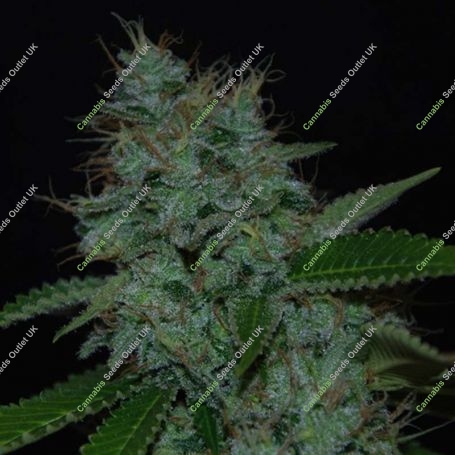 Narcotherapy Auto Feminized Marijuana Strain by Cream of the Crop For Sale Online at Cannabis Seeds Outlet