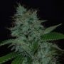 Narcotherapy Auto Feminized Marijuana Strain by Cream of the Crop For Sale Online at Cannabis Seeds Outlet
