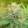Narcotic Kush Auto Feminized Marijuana Strain by Cream of the Crop For Sale Online at Cannabis Seeds Outlet