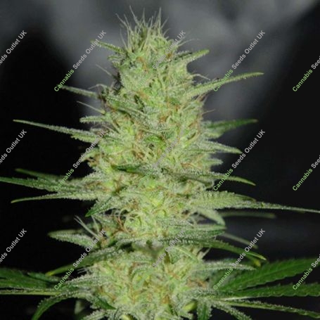 Pretty Lights Feminized Marijuana Strain by Cream of the Crop For Sale Online at Cannabis Seeds Outlet