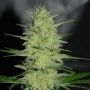 Pretty Lights Feminized Marijuana Strain by Cream of the Crop For Sale Online at Cannabis Seeds Outlet