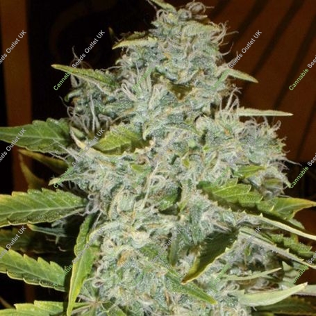 Psychofruit Auto Feminized Marijuana Strain by Cream of the Crop For Sale Online at Cannabis Seeds Outlet