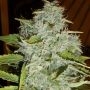 Psychofruit Auto Feminized Marijuana Strain by Cream of the Crop For Sale Online at Cannabis Seeds Outlet
