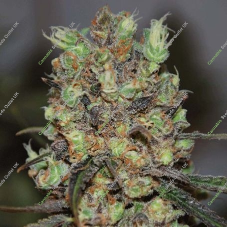 Purple Paralysis Feminized Marijuana Strain by Cream of the Crop For Sale Online at Cannabis Seeds Outlet
