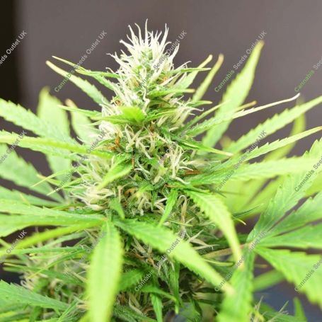 Robocrop Auto Feminized Marijuana Strain by Cream of the Crop For Sale Online at Cannabis Seeds Outlet