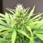 Robocrop Auto Feminized Marijuana Strain by Cream of the Crop For Sale Online at Cannabis Seeds Outlet