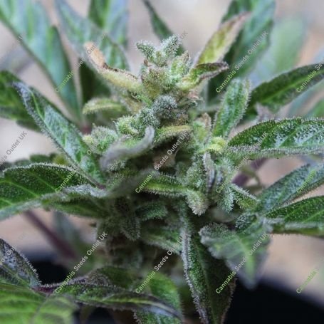 Robocrop x Blueberry Auto Marijuana Strain by Cream of the Crop For Sale Online at Cannabis Seeds Outlet