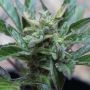 Robocrop x Blueberry Auto Marijuana Strain by Cream of the Crop For Sale Online at Cannabis Seeds Outlet