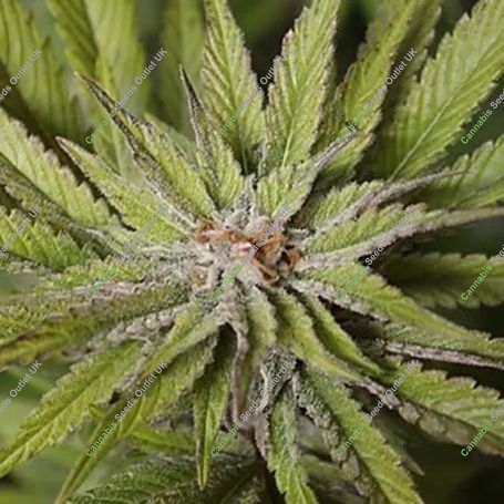 Super Wedding Haze Feminized Marijuana Strain by Cream of the Crop For Sale Online at Cannabis Seeds Outlet