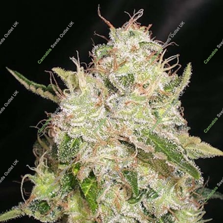 White Chronic Feminized Marijuana Strain by Cream of the Crop For Sale Online at Cannabis Seeds Outlet