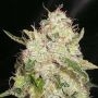 White Chronic Feminized Marijuana Strain by Cream of the Crop For Sale Online at Cannabis Seeds Outlet