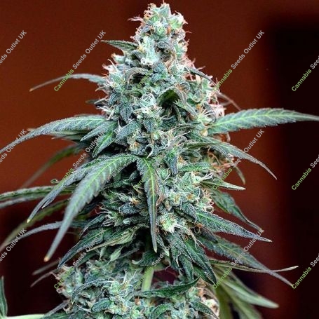 Massassin Auto Feminized Marijuana Strain by Critical Mass Collective For Sale Online at Cannabis Seeds Outlet