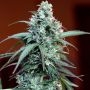 Massassin Auto Feminized Marijuana Strain by Critical Mass Collective For Sale Online at Cannabis Seeds Outlet