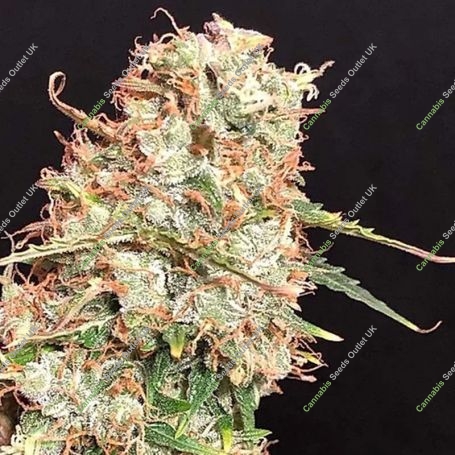 Masszar Auto Feminized Marijuana Strain by Critical Mass Collective For Sale Online at Cannabis Seeds Outlet