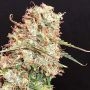 Masszar Auto Feminized Marijuana Strain by Critical Mass Collective For Sale Online at Cannabis Seeds Outlet