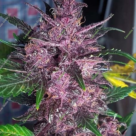 Mendo Mass Auto Feminized Marijuana Strain by Critical Mass Collective For Sale Online at Cannabis Seeds Outlet