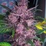 Mendo Mass Auto Feminized Marijuana Strain by Critical Mass Collective For Sale Online at Cannabis Seeds Outlet