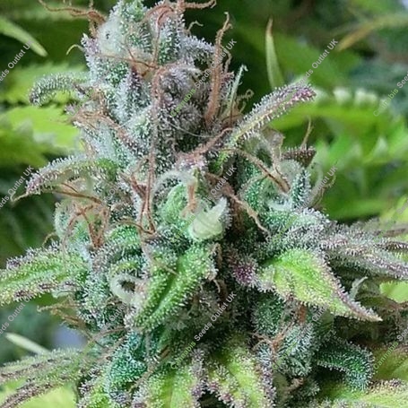 Monster Mass Feminized Marijuana Strain by Critical Mass Collective For Sale Online at Cannabis Seeds Outlet