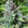 Monster Mass Feminized Marijuana Strain by Critical Mass Collective For Sale Online at Cannabis Seeds Outlet