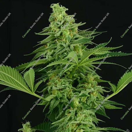 Moonshine Mass Feminized Marijuana Strain by Critical Mass Collective For Sale Online at Cannabis Seeds Outlet