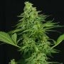 Moonshine Mass Feminized Marijuana Strain by Critical Mass Collective For Sale Online at Cannabis Seeds Outlet