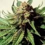 Psychotropic Mass Feminized Marijuana Strain by Critical Mass Collective For Sale Online at Cannabis Seeds Outlet