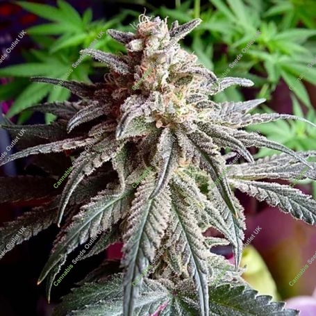 Purple Dawg Mass Auto Marijuana Strain by Critical Mass Collective For Sale Online at Cannabis Seeds Outlet