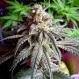 Purple Dawg Mass Auto Marijuana Strain by Critical Mass Collective For Sale Online at Cannabis Seeds Outlet