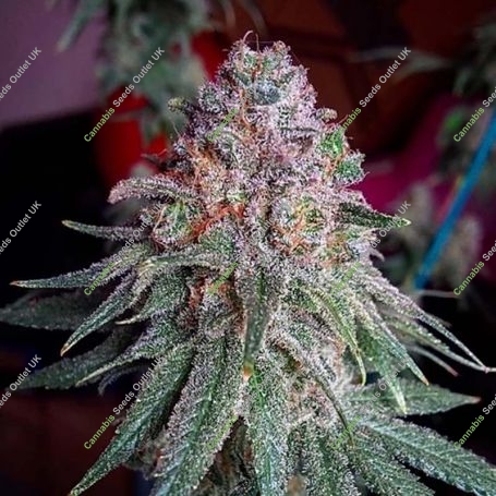 Purple Dawg Mass Feminized Marijuana Strain by Critical Mass Collective For Sale Online at Cannabis Seeds Outlet