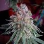 Purple Dawg Mass Feminized Marijuana Strain by Critical Mass Collective For Sale Online at Cannabis Seeds Outlet