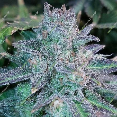 Purple Skunk Mass Auto Marijuana Strain by Critical Mass Collective For Sale Online at Cannabis Seeds Outlet