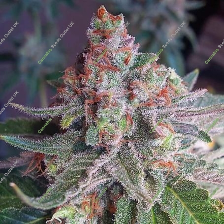 Purple Skunk Mass Feminized Marijuana Strain by Critical Mass Collective For Sale Online at Cannabis Seeds Outlet
