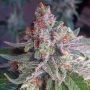 Purple Skunk Mass Feminized Marijuana Strain by Critical Mass Collective For Sale Online at Cannabis Seeds Outlet