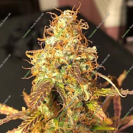 Sour Melon Mass Auto Feminized Marijuana Strain by Critical Mass Collective For Sale Online at Cannabis Seeds Outlet
