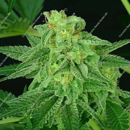 Super Mutant Mass Feminized Marijuana Strain by Critical Mass Collective For Sale Online at Cannabis Seeds Outlet