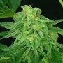 Super Mutant Mass Feminized Marijuana Strain by Critical Mass Collective For Sale Online at Cannabis Seeds Outlet