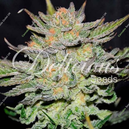 Blue Ace CBD Auto Feminized Marijuana Strain by Delicious Seeds For Sale Online at Cannabis Seeds Outlet