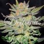 Blue Ace CBD Auto Feminized Marijuana Strain by Delicious Seeds For Sale Online at Cannabis Seeds Outlet